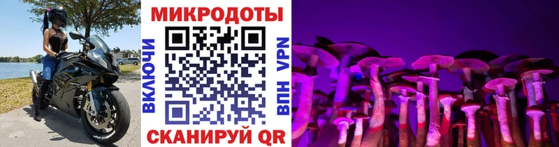 купить   Нюрба  Псилоцибиновые грибы мицелий 